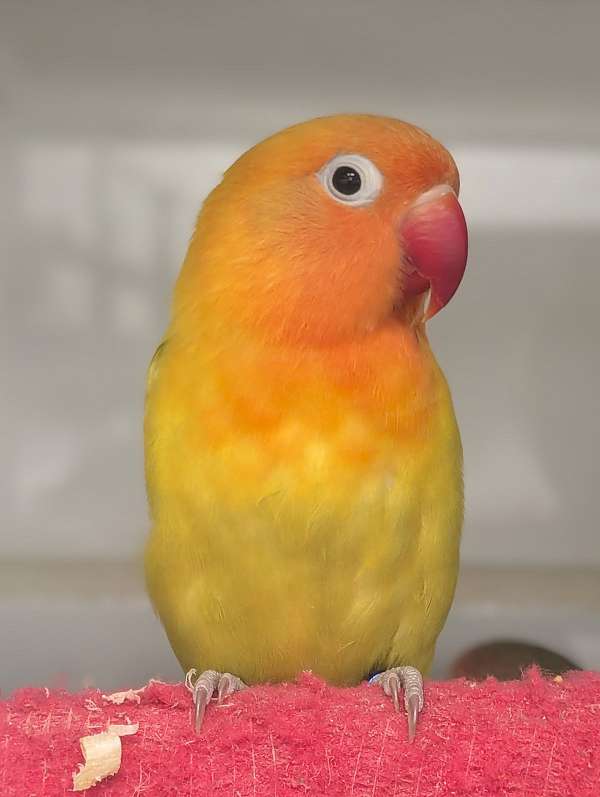 fischers-lovebird-for-sale