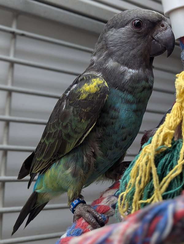 meyers-poicephalus-parrots-for-sale