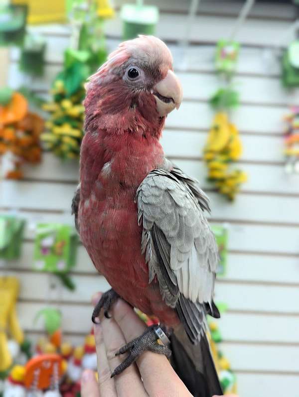 rose-breasted-cockatoo-for-sale