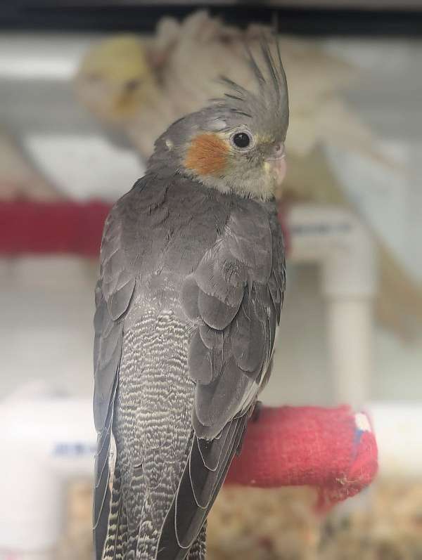 cockatiel-for-sale