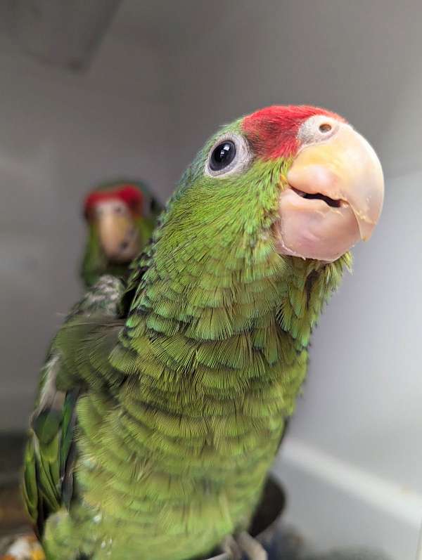 red-head-amazon-parrot-for-sale