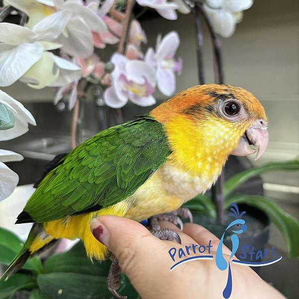 white-bellied-caique-for-sale