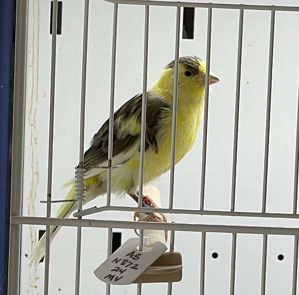 canary-for-sale