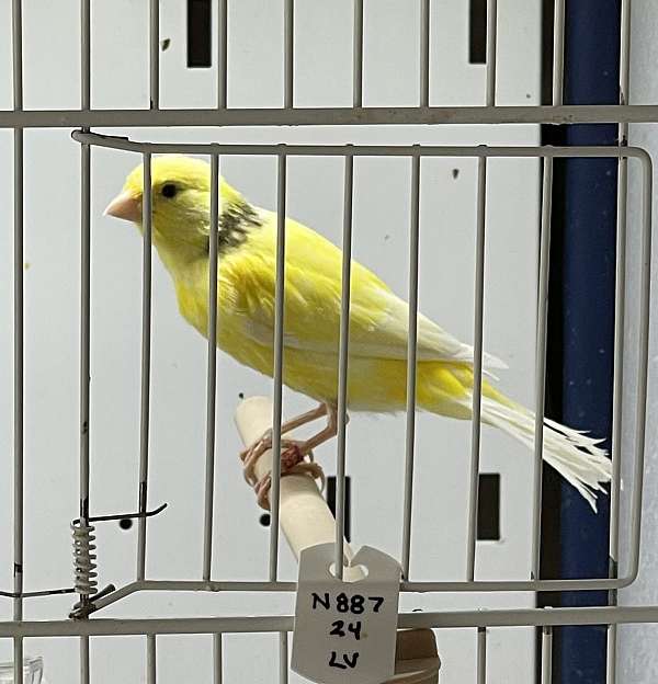 canary-for-sale