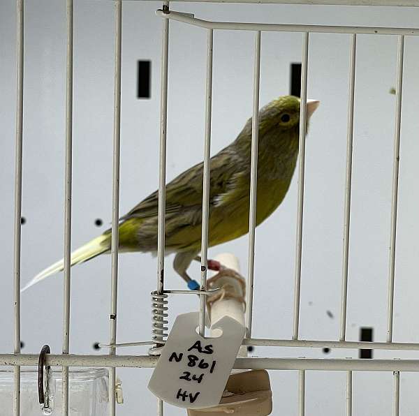 canary-for-sale