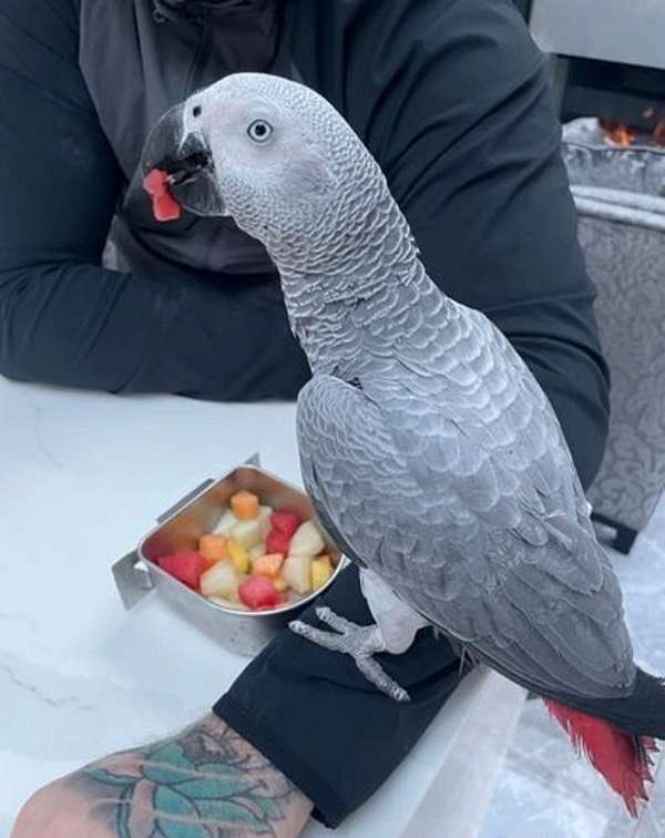 african-grey-parrot-for-sale-in-east-falmouth-ma