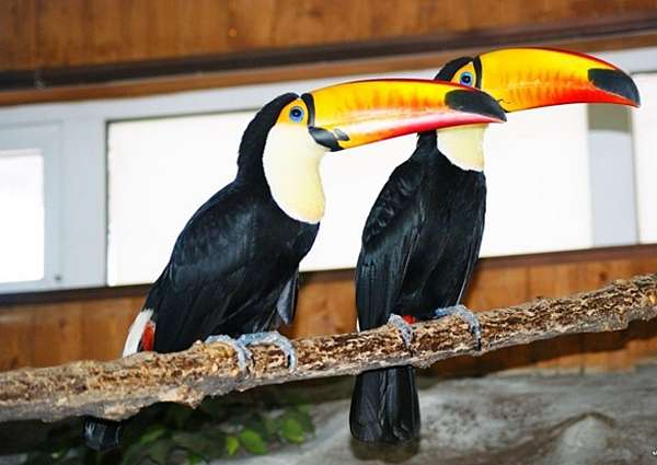 eclectus-parrots-for-sale-in-victoria-bc