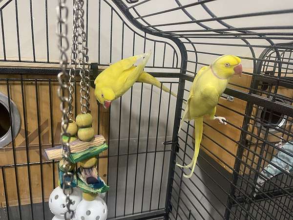 parrot-for-sale