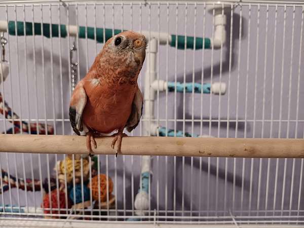 pet-grass-parakeet-for-sale