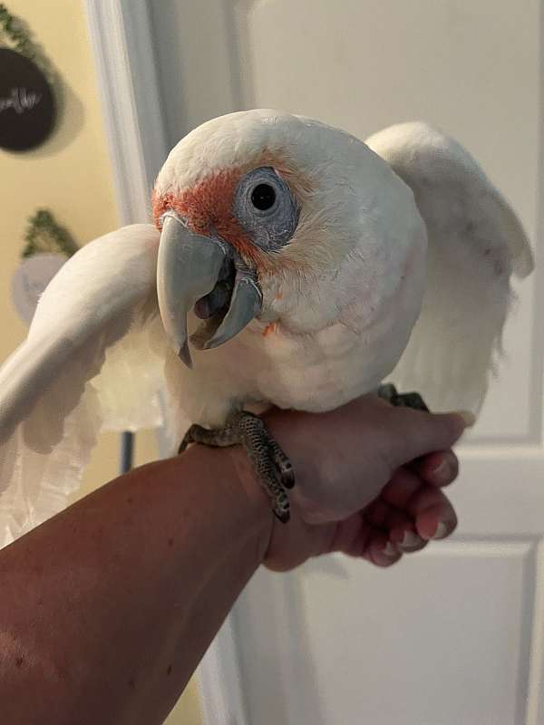 cockatoo-for-sale