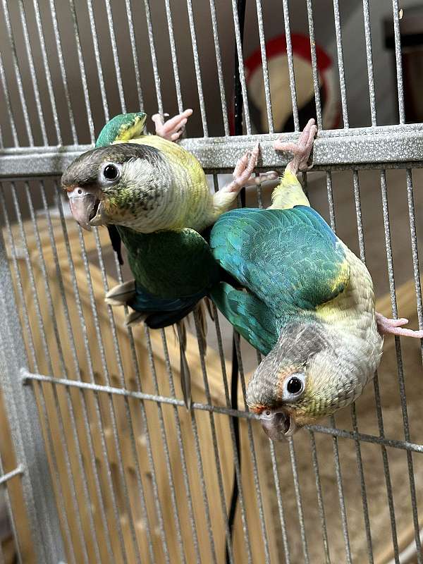 green-cheek-conure-for-sale