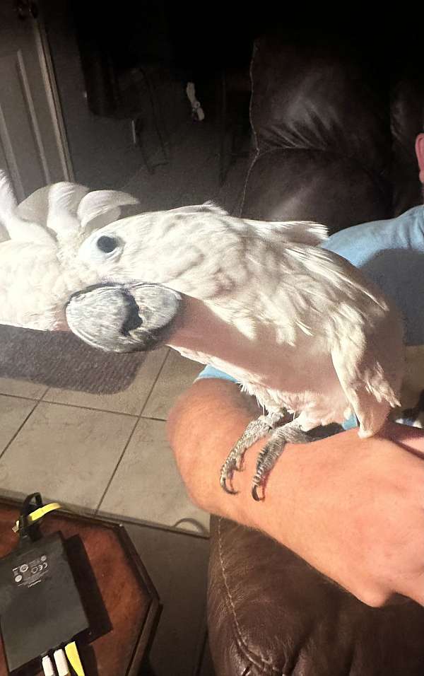 cockatoo-for-sale-in-selma-tx