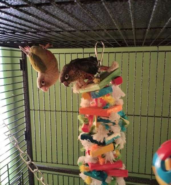 green-cheek-conure-for-sale-in-chittenango-ny