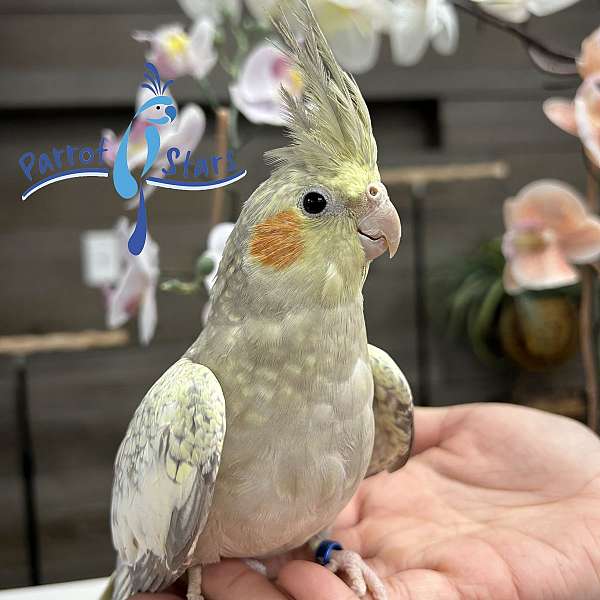 cockatiel-for-sale