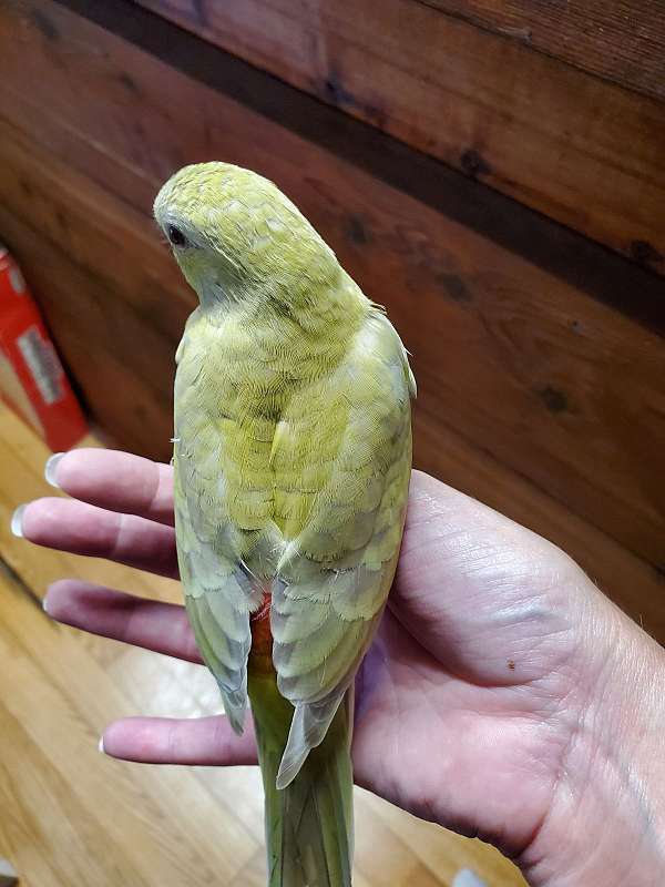 green-bird-for-sale