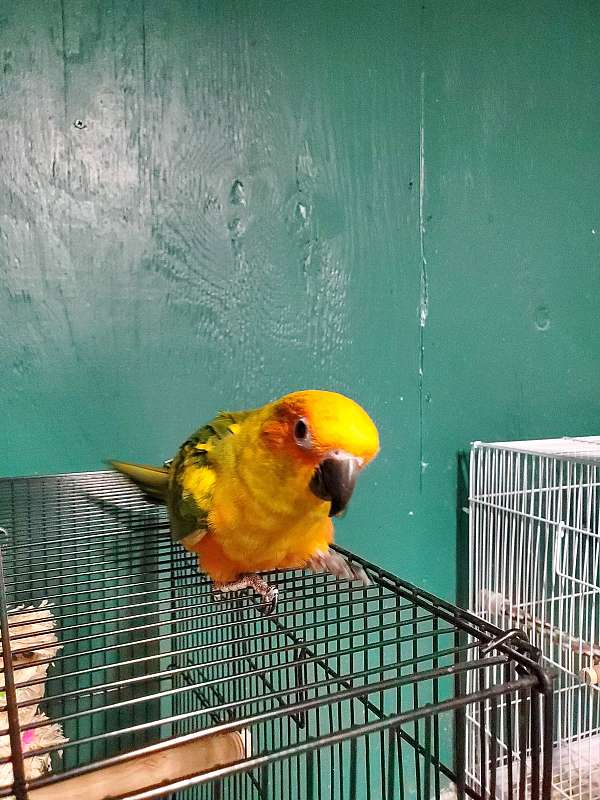 conure-for-sale