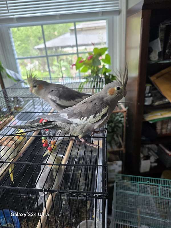 male-bird-for-sale-in-fairview-park-oh