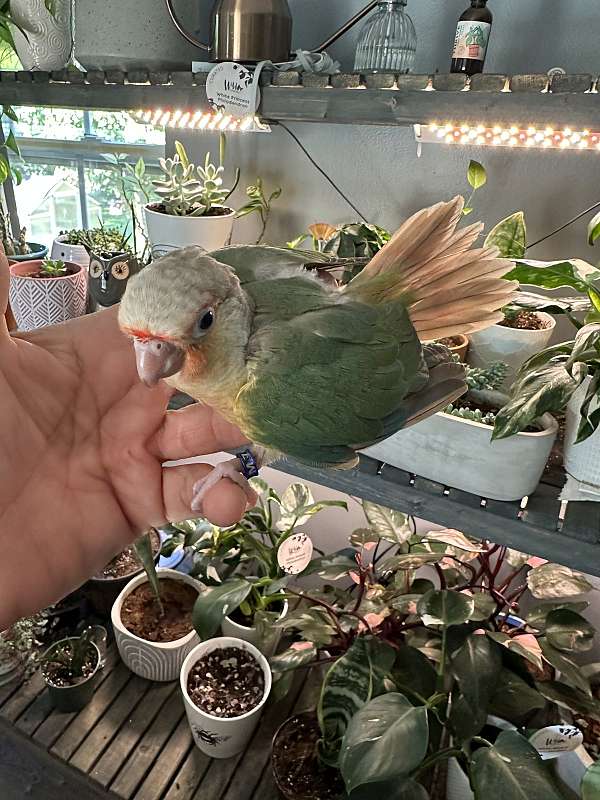 conure-for-sale