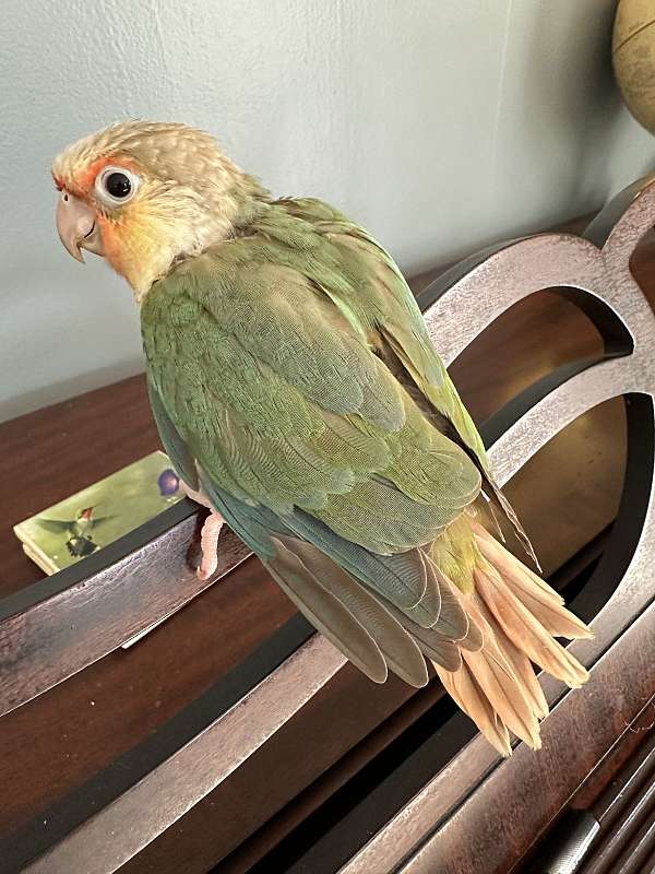 conure-for-sale-in-winston-salem-nc