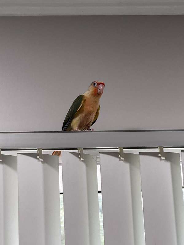 conure-for-sale-in-winston-salem-nc