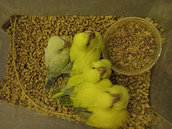 quaker-parrots-for-sale-in-laurel-springs-nc