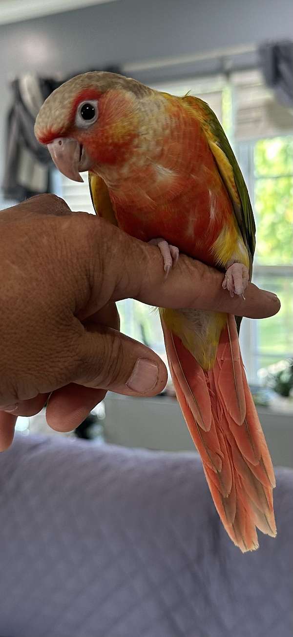 conure-for-sale