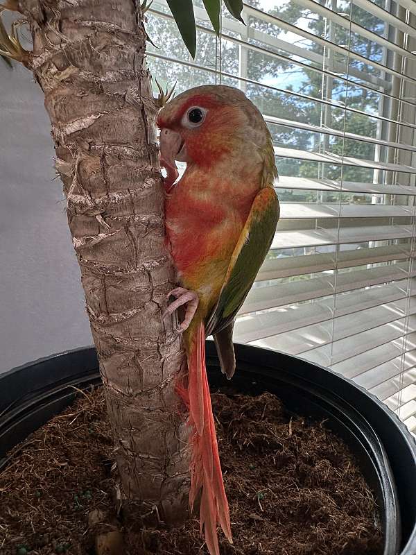 baby-conure-for-sale