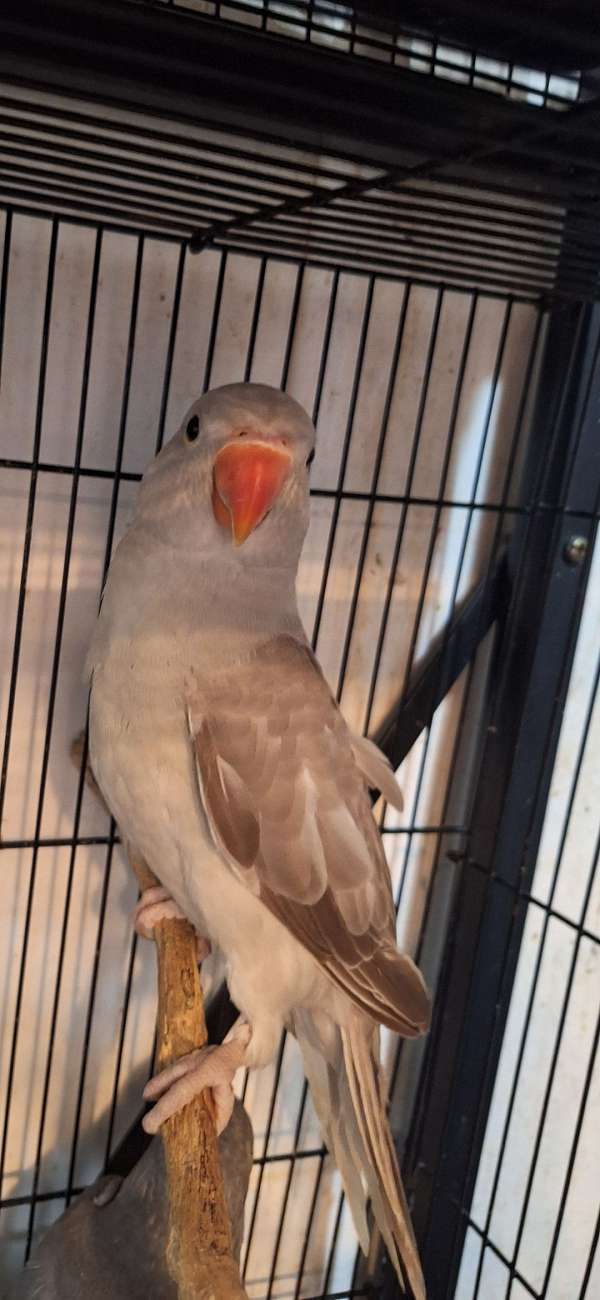 cinnamon-bird-for-sale-in-metairie-la