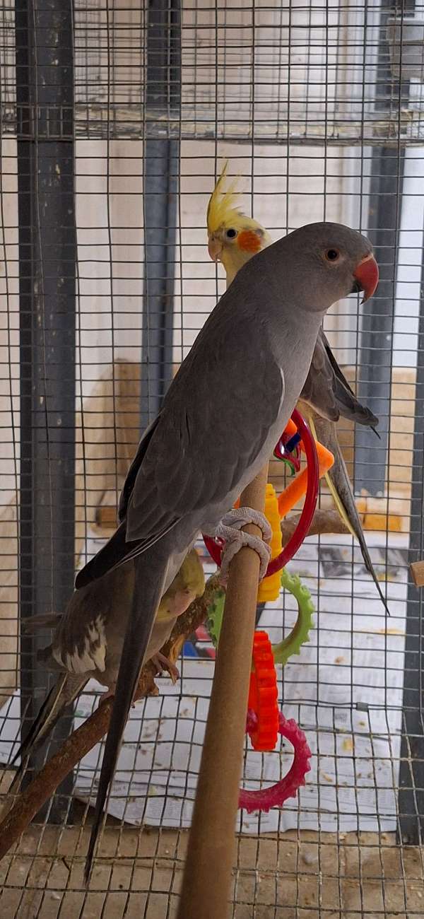 cinnamon-bird-for-sale-in-metairie-la