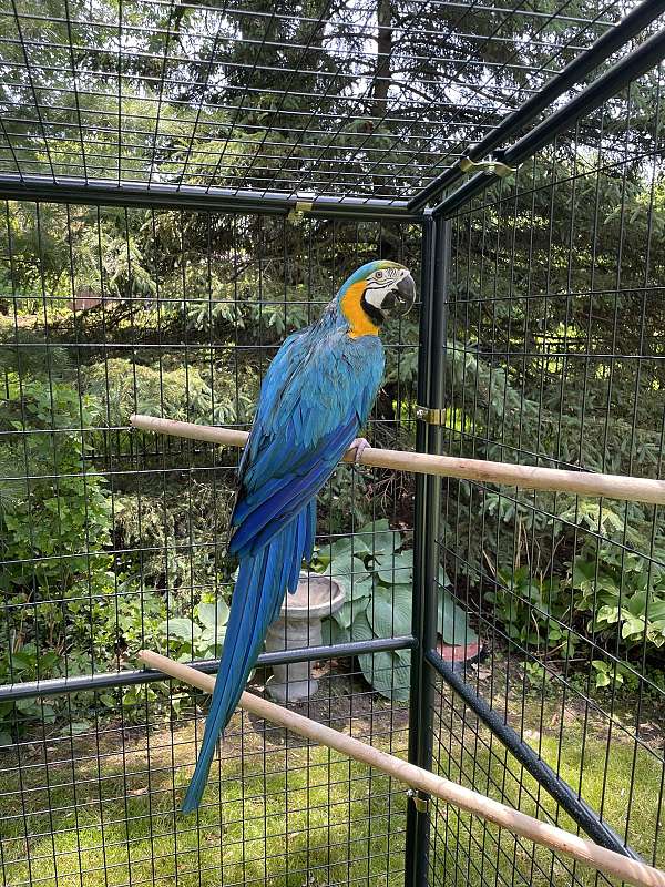 blue-gold-macaw-for-sale