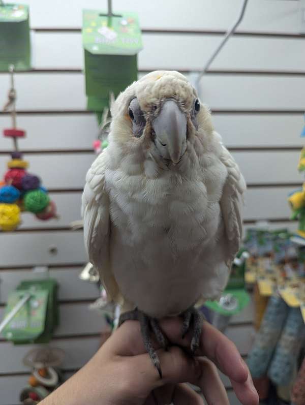 goffin-cockatoo-for-sale