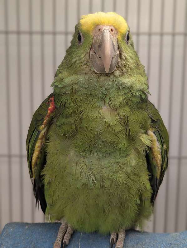 double-yellow-head-amazon-parrot-for-sale