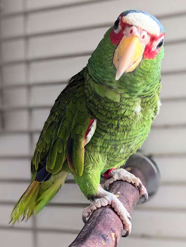 white-front-amazon-parrot-for-sale