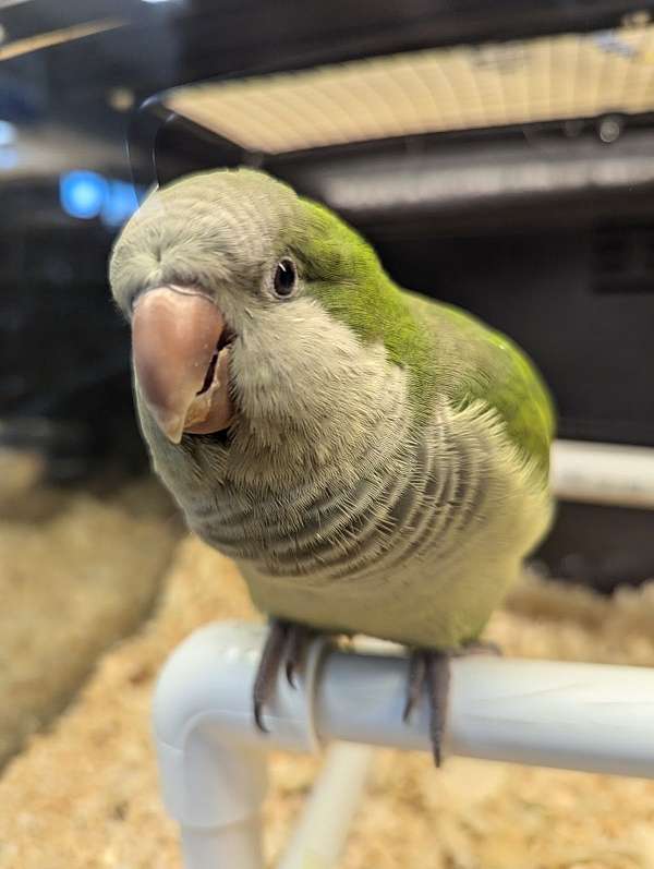 quaker-parrots-for-sale