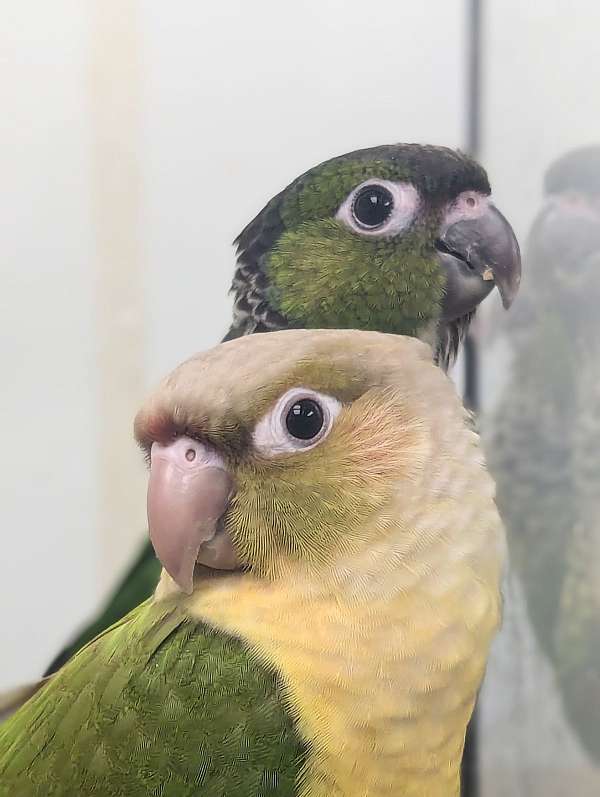 green-cheek-conure-for-sale