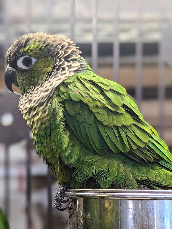 black-capped-conure-for-sale