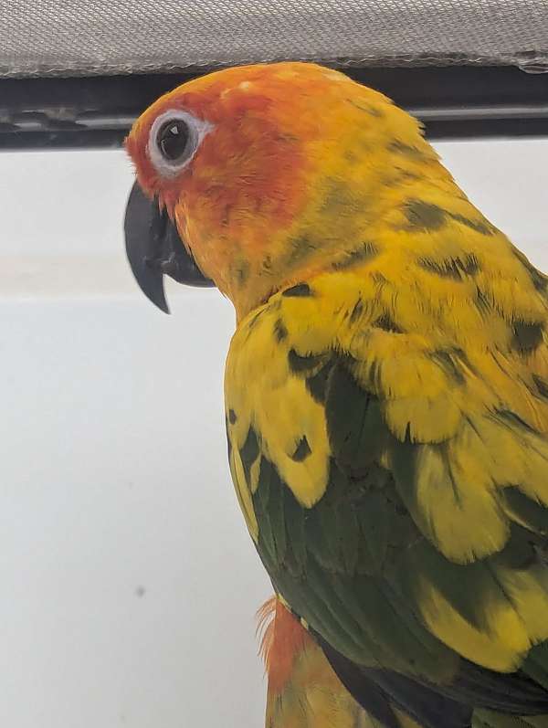 sun-conure-for-sale