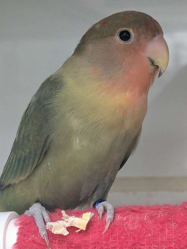 peach-faced-lovebird-for-sale