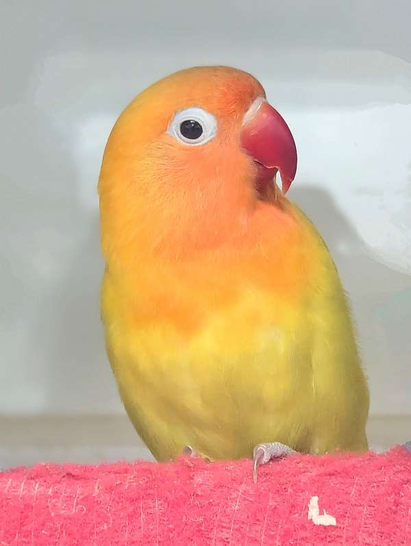 fischers-lovebird-for-sale