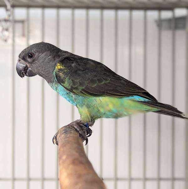 meyers-poicephalus-parrots-for-sale