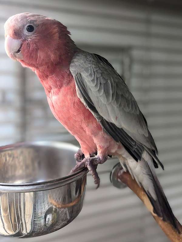 rose-breasted-cockatoo-for-sale