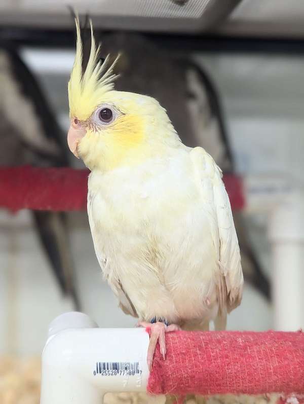 cockatiel-for-sale