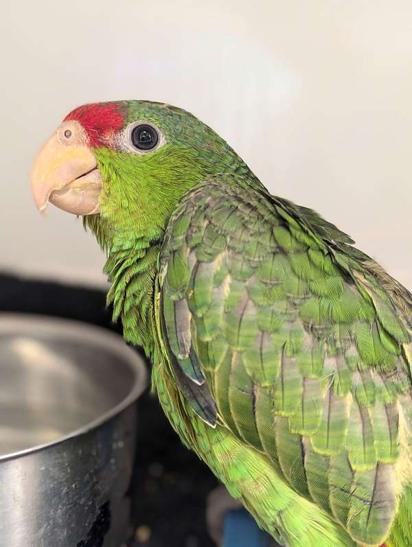 red-head-amazon-parrot-for-sale