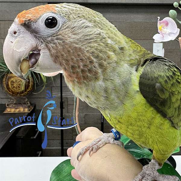 parrot-for-sale