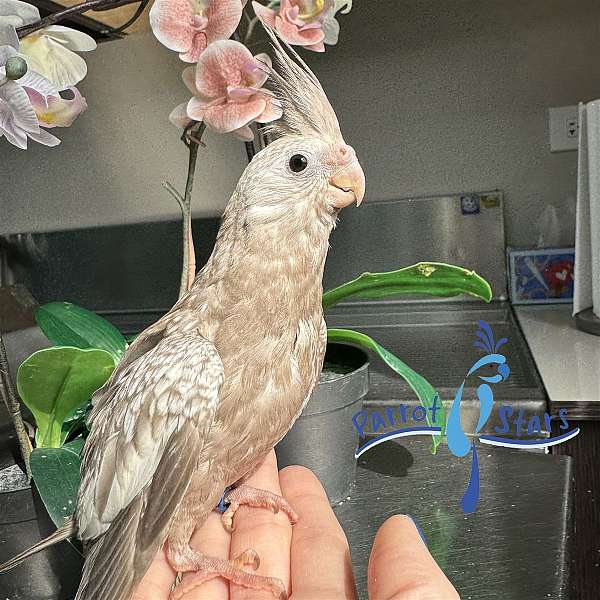 cockatiel-for-sale