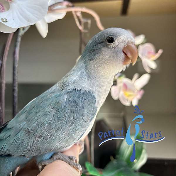 quaker-parrots-for-sale