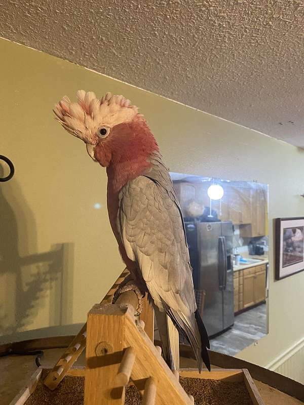 rose-breasted-cockatoo-for-sale-in-rio-linda-ca