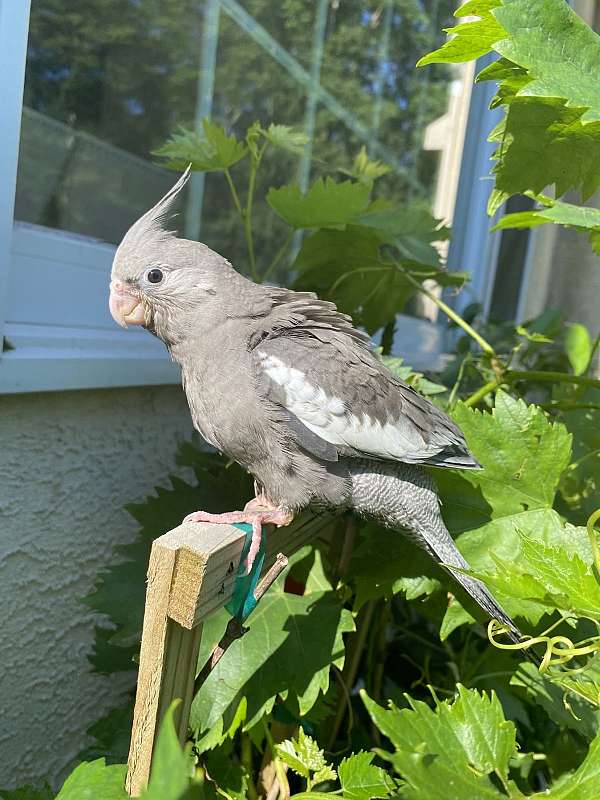 cockatiel-for-sale