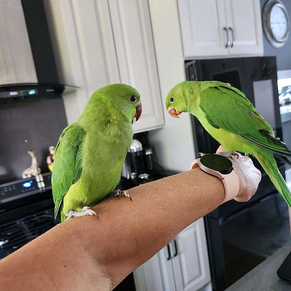 parakeet-for-sale