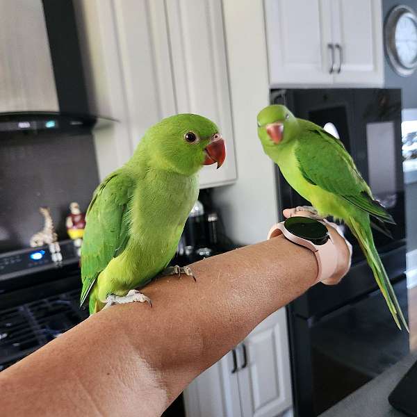 parakeet-for-sale-in-illinois